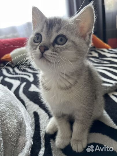 Британская кошечка