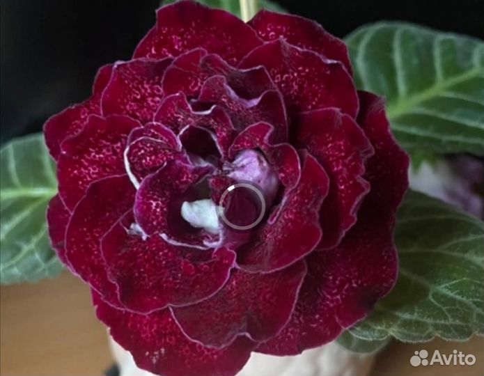 Глоксиния махровая