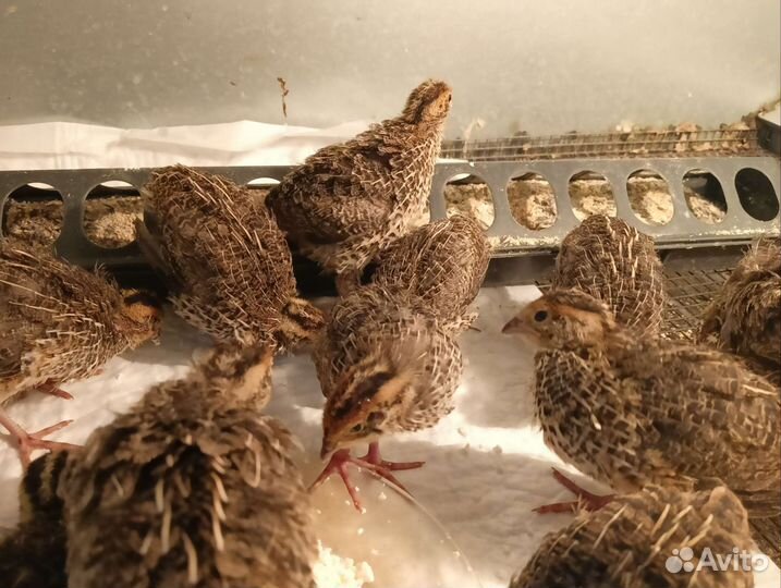 Перепела продажа