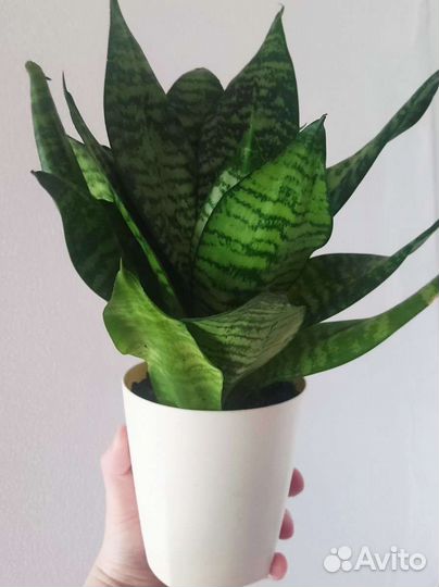 Сансевиерия ханни