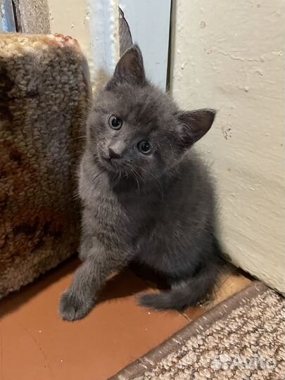 Отдам котенка в добрые руки