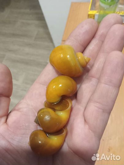 Улитки ампулярии