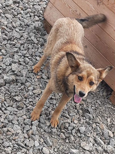 Небольшая собака в добрые руки