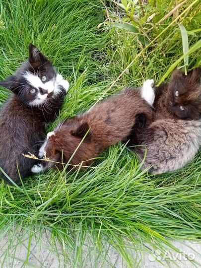 Котята в добрые руки