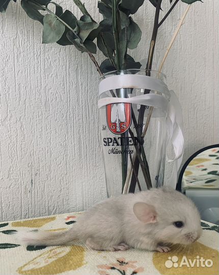 Шиншилла