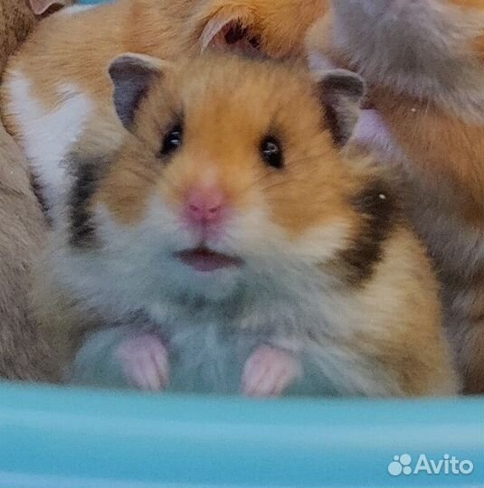 Сирийские Ангорские Хомяки Медвежата от Заводчика