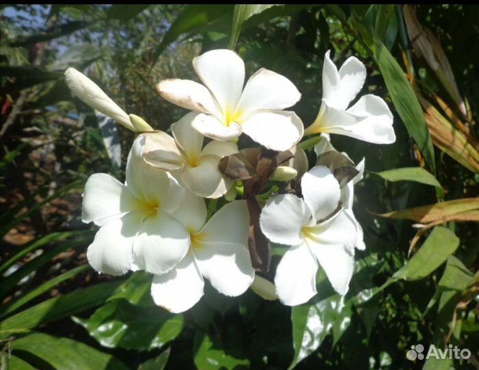 Франжипани -плюмерия