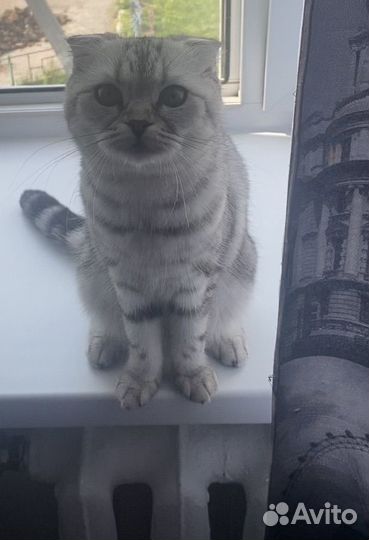Шотландская