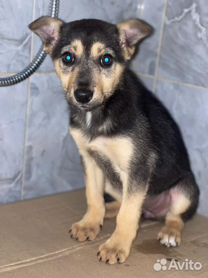 Щенок в добрые руки бесплатно маленькая порода