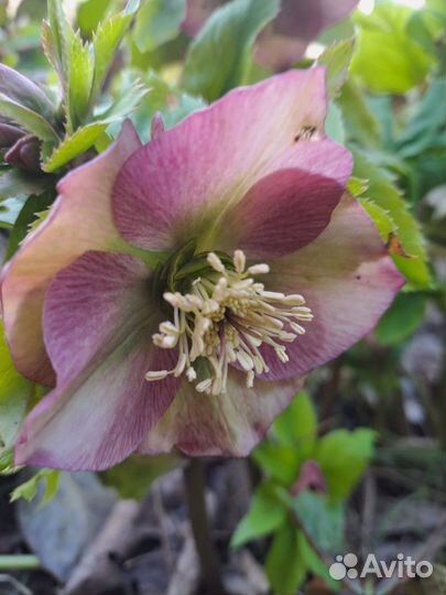 Морозник восточный