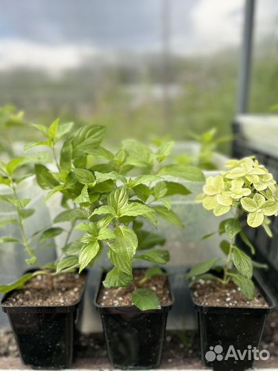 Гортензия метельчатая саженцы