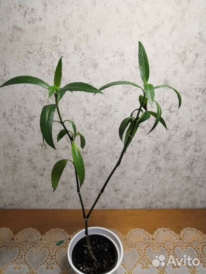 Монстера. Руэлия