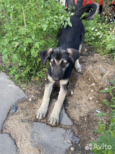 Восточноевропейская овчарка метис