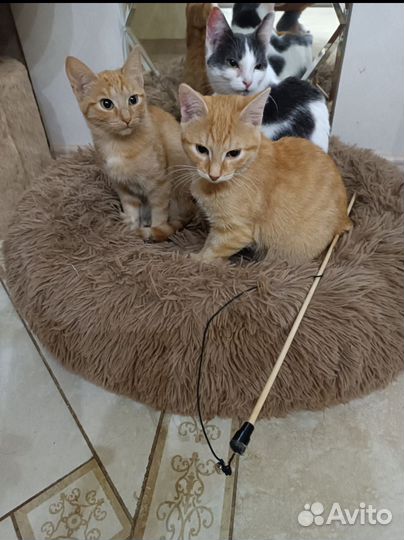 Котята в добрые руки бесплатно