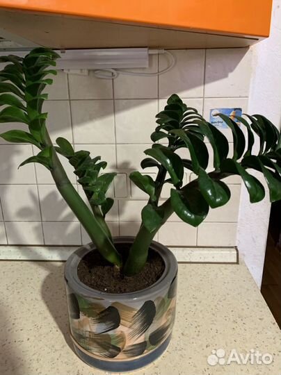 Замиокулькас занзибар