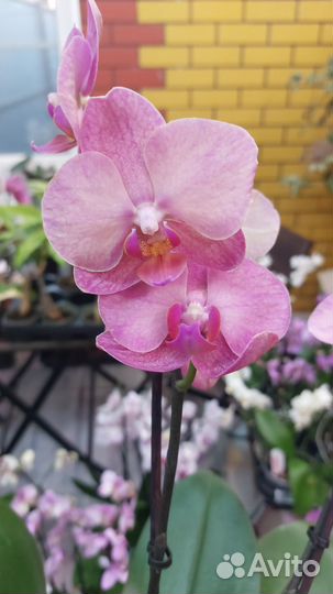 Орхидеи фалеонопсис цветущие
