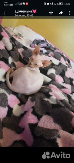 Кошки