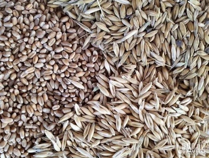 Пшеница, овес, ячмень