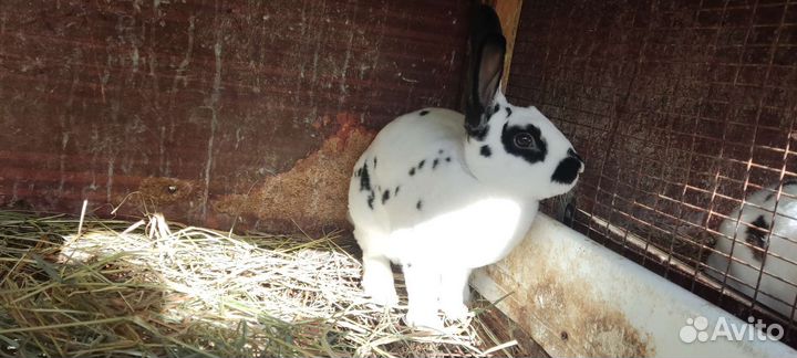 Кролик фландер