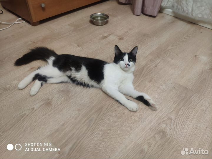Котик в дар