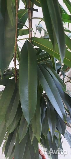 Фикус большой. Цветы