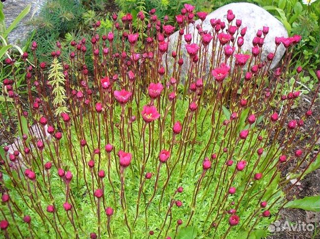 Декоративный цветущий мох