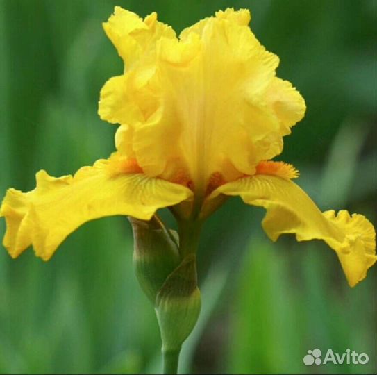 Ирис белый, желтый сортовой, болотный синий. Пион