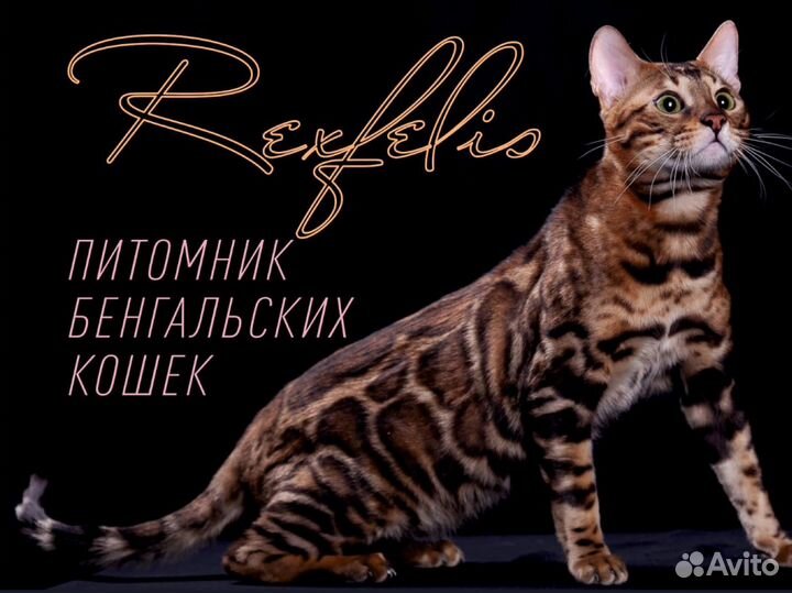 Бенгальские котята