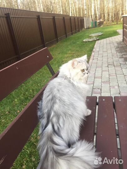 Персидская шиншилла