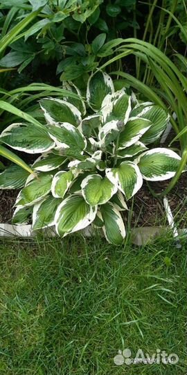 Хосты разные