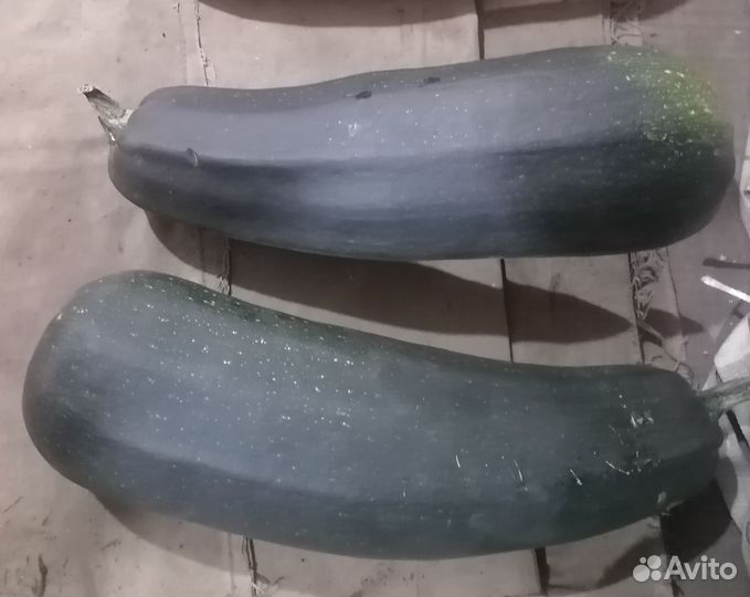 Кабачки домашние, семена тыквы и кабачков