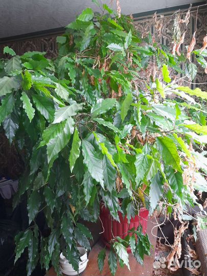 Китайская роза