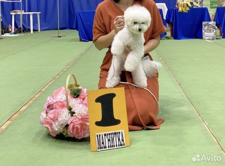 Бишон фризе девочка