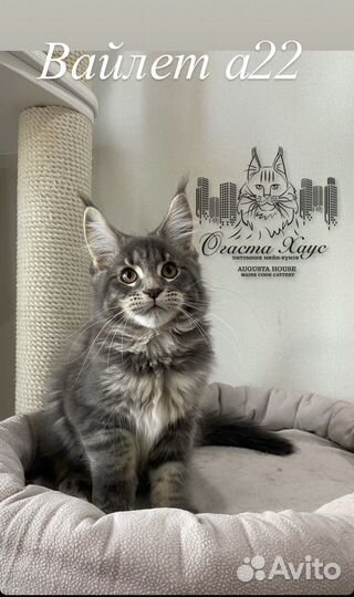 Кошки мейн-кун