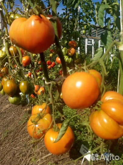 Помидоры(семена)