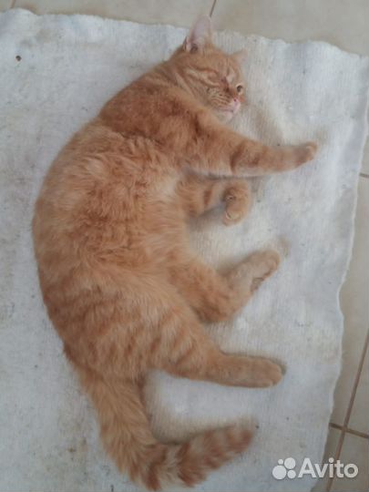 Кошечка осталась сиротой, 1 годик