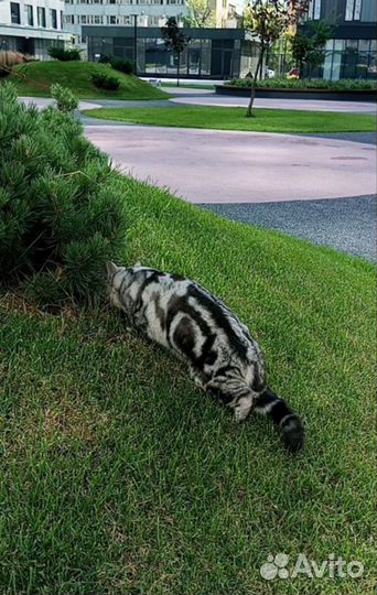 Вязка/случка/скрещивание кошек/разведение котят