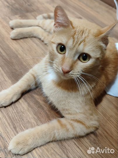 Кошка в дар бесплатно