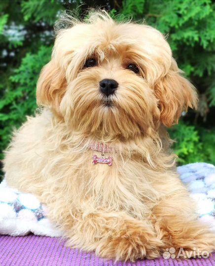 Вкусная карамелька мальтипу с документами