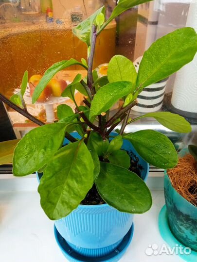 Джинура прокумбес (листья Бога)