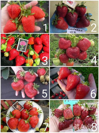 Саженцы крупноплодной клубники в Зкс