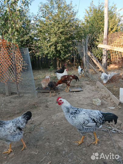 Куры домашние