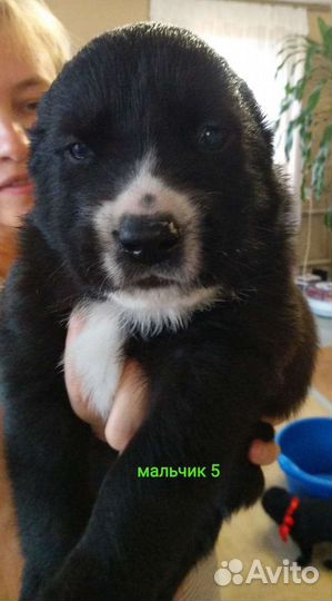 Щенки алабая