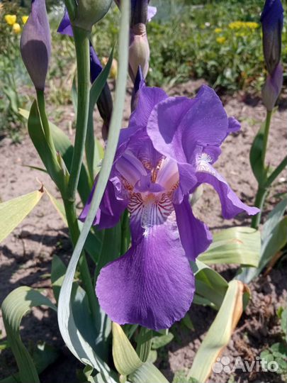 Ирис синий, жёлтый, темно фиолетовый, голубой