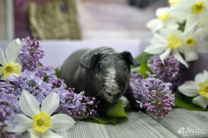 Морская свинка скинни далматин