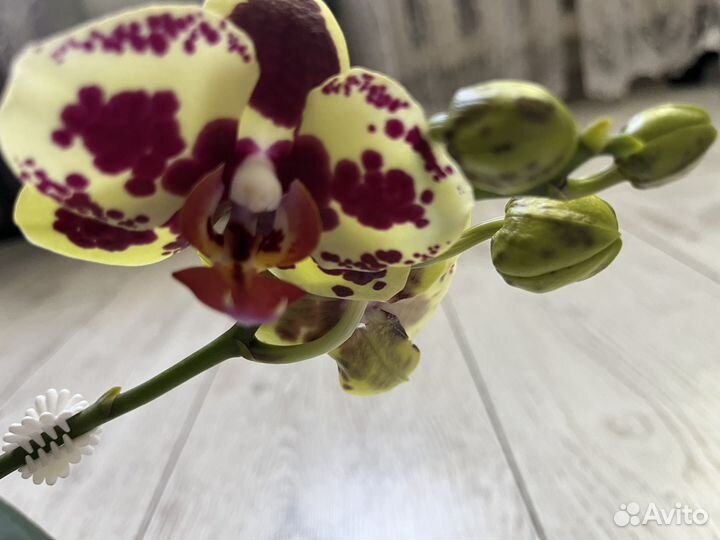 Орхидея фаленопсис