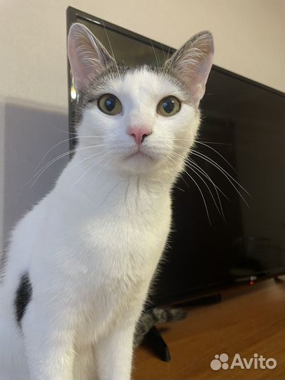 Кошечка в добрые руки