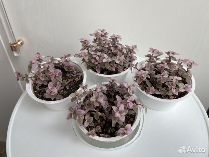 Каллизия розовая пантера