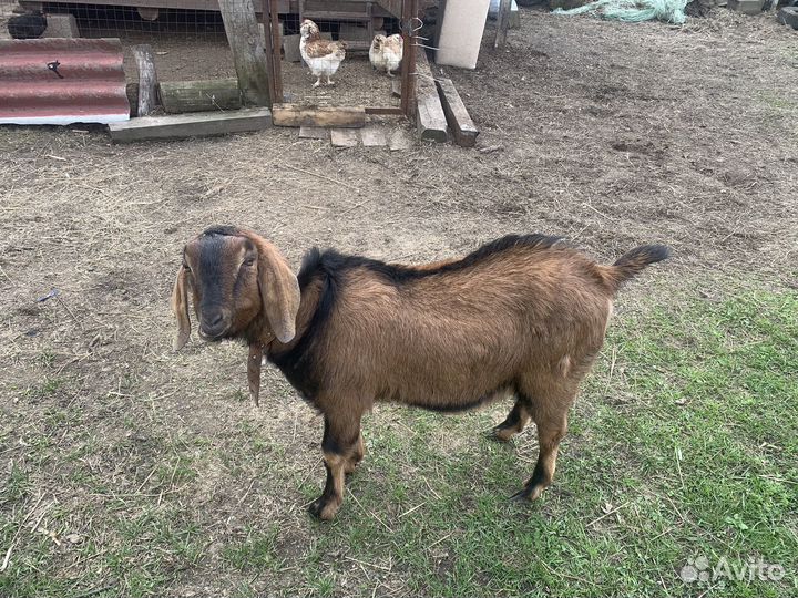 Козел нубийский 100%