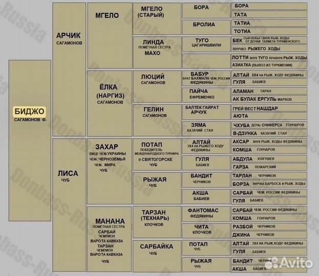 Среднеазиатская овчарка вязка